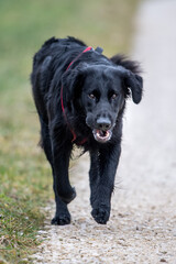 black flatcoated retriever running