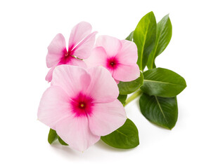 Madagascar periwinkle