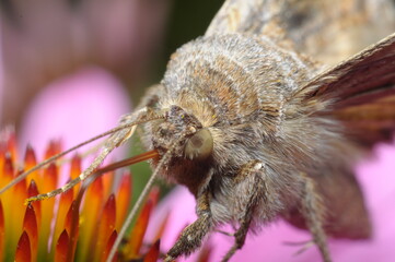 motyl na kwiatku jedzący nektar, zbierający pyłek © Tomasz