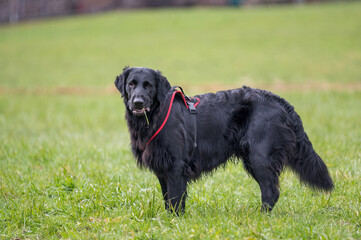 portrait of a beautiful black flatcoated retriever in grass