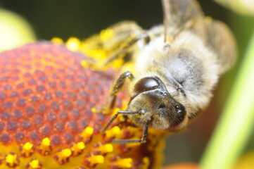 pszczoła makro na kwiatku szukająca pożywienia - nektar, miód z ula