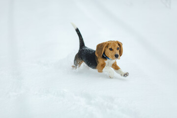 beagle dog running in the snow