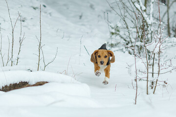 beagle dog running in the snow