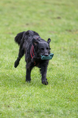 black flatcoated retriever running on grass