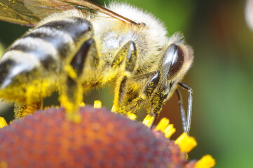 pszczoła makro na kwiatku szukająca pożywienia - nektar, miód z ula © Tomasz