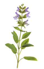 Sage flowers