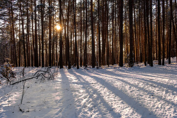 Winter landscape of mixed European forest thicket under light snow at sunset in Puszcza Kampinoska Forest in Palmiry near Warsaw in central Poland