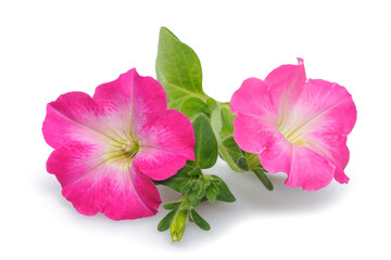 Pink surfinia petunia flowers - obrazy, fototapety, plakaty