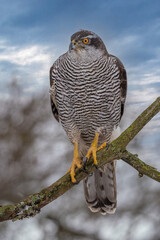 Peregrine Falcon (Falco Peregrinus) Perched on Branch in Front of Pine Trees-Shallow Depth of Field