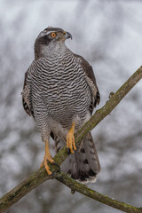 Peregrine Falcon (Falco Peregrinus) Perched on Branch in Front of Pine Trees-Shallow Depth of Field
