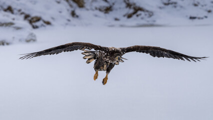 White Tailed Eagle (Haliaeetus albicilla) in flight. Also known as the ern, erne, gray eagle, Eurasian sea eagle and white-tailed sea-eagle. Wings Spread. Poland, Europe. Birds of prey.