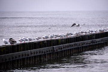seaside landscape of the Baltic Sea on a calm day with a wooden breakwater and seagulls sitting on it