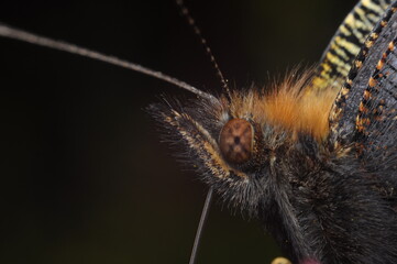 motyl na kwiatku jedzący nektar, zbierający pyłek
