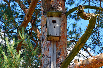 Birdhouse on a tree close-up. Wooden birdhouse for birds. The bird house hangs on a tree. Accommodation for birds. Caring for the world around you.
