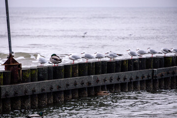 seaside landscape of the Baltic Sea on a calm day with a wooden breakwater and seagulls sitting on...