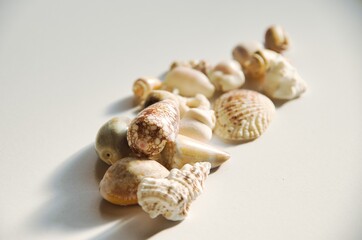 sea shell on a white background