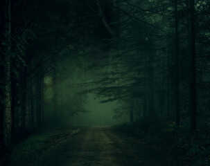 dark forest in the night, forest in the night