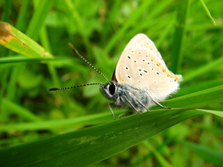 colorful butterfly on the flower, leaf during eat looking for honey from nectar
