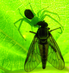 spider web - hunting animal with victim