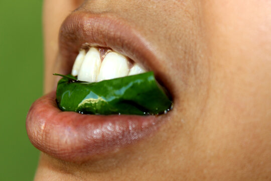 Chewing Betal nut Leaf, Paan Mouth freshener 