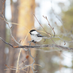 Tit on bare branches