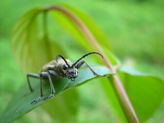 owad - chrabąszcz na liściu w ogrodzie 
