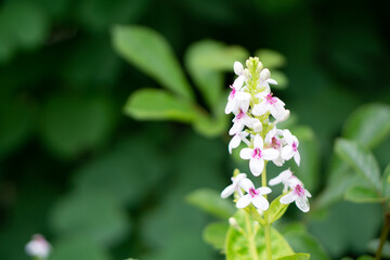 Beautiful white and purple Pseuderanthemum