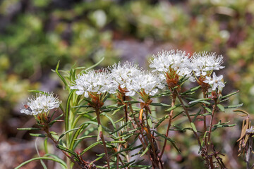 Ledum marsh at the time of flowering