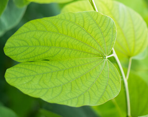  Fresh Bauhinia purpurea bud and leaves.