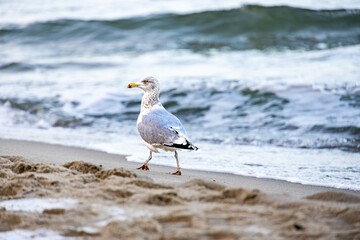 large seagull bird on the shore of the Baltic Sea in Poland
