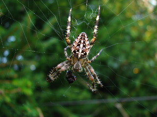spider web and trap for other insects, small animal - Garden, Cross or Araneus spider