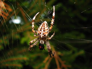 spider web and trap for other insects, small animal - Garden, Cross or Araneus spider
