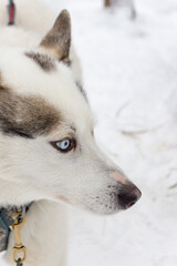 Naklejka premium Husky dog, outdoor, winter snow day.