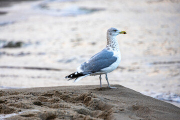 large seagull bird on the shore of the Baltic Sea in Poland