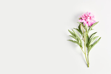 Naklejka na ściany i meble a minimalistic banner with a peony flower on a white background. summer concept. flat layout, top view