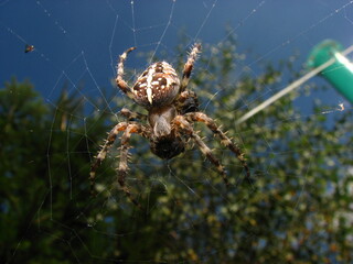 spider web and trap for other insects, small animal - Garden, Cross or Araneus spider