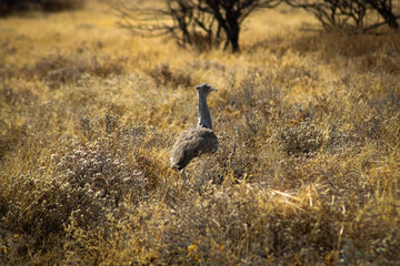 african wild bird