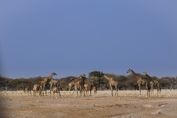 Fototapeta na wymiar herd of giraffes in Africa 