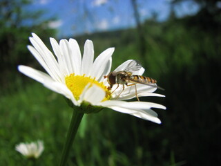 pszczoła, osa lub bąk na kwiatku czerpiący nektar, wytwarzający miód - zdjęcie makro - obrazy, fototapety, plakaty