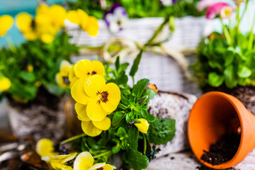 The first spring yellow pansy flowers ready for planting.