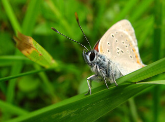 colorful butterfly on the flower, leaf during eat looking for honey from nectar