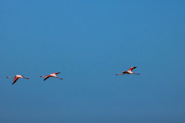 Flamingos in flight 