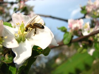 pszczoła, osa lub bąk na kwiatku czerpiący nektar, wytwarzający miód - zdjęcie makro - obrazy, fototapety, plakaty
