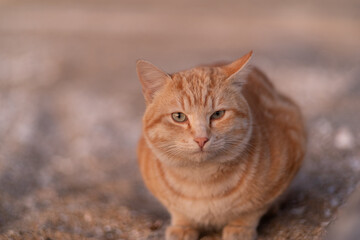 見つめる猫　茶トラ猫