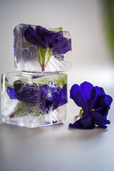 Two transparent ice cubes with primula - purple spring flowers