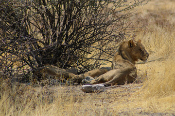 Obraz na płótnie Canvas lioness in serengeti national park 