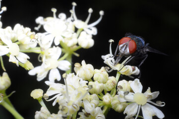mucha na kwiatku, drewnie szukająca jedzenia