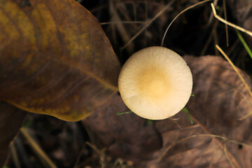 white mushroom in the forest