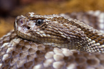 Close up of a Snake Head