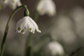 Close up of beautiful White snowflake flowers,Springtime